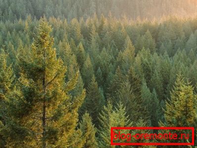 Fotografie jehličnatého lesa - hlavního dodavatele řeziva Fotografie jehličnatého lesa - hlavního dodavatele řeziva