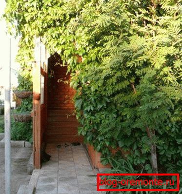 Veranda propojená s panenskými hrozny Veranda propojená s panenskými hrozny
