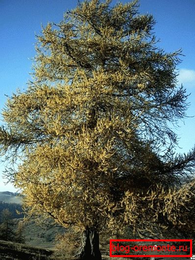 Larch. Larch.